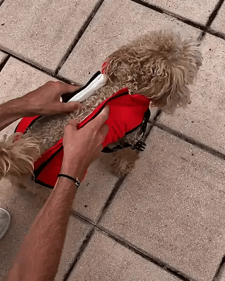 Hondenjas – Warme Winterjas – Voor Kleine en Middelgrote Honden